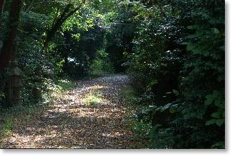 green forest