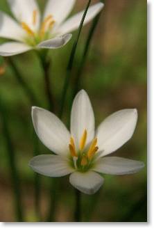 rainlily