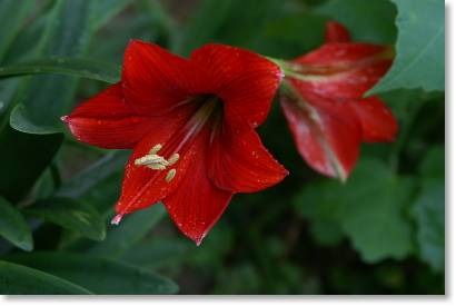 amaryllis