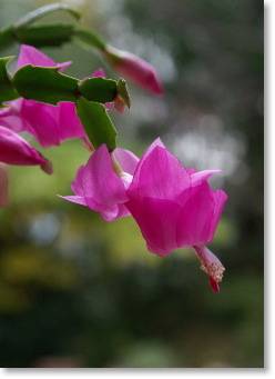 Christmas cactus