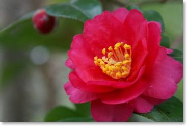  camellia