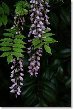 wisteria flowers 
